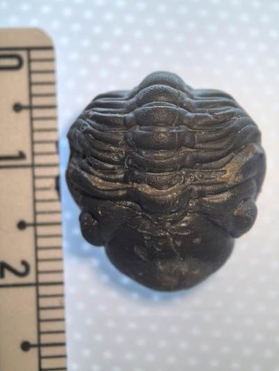 缅甸虫珀 化石专场 - 泥盆纪精品三叶虫眼镜虫立体化石