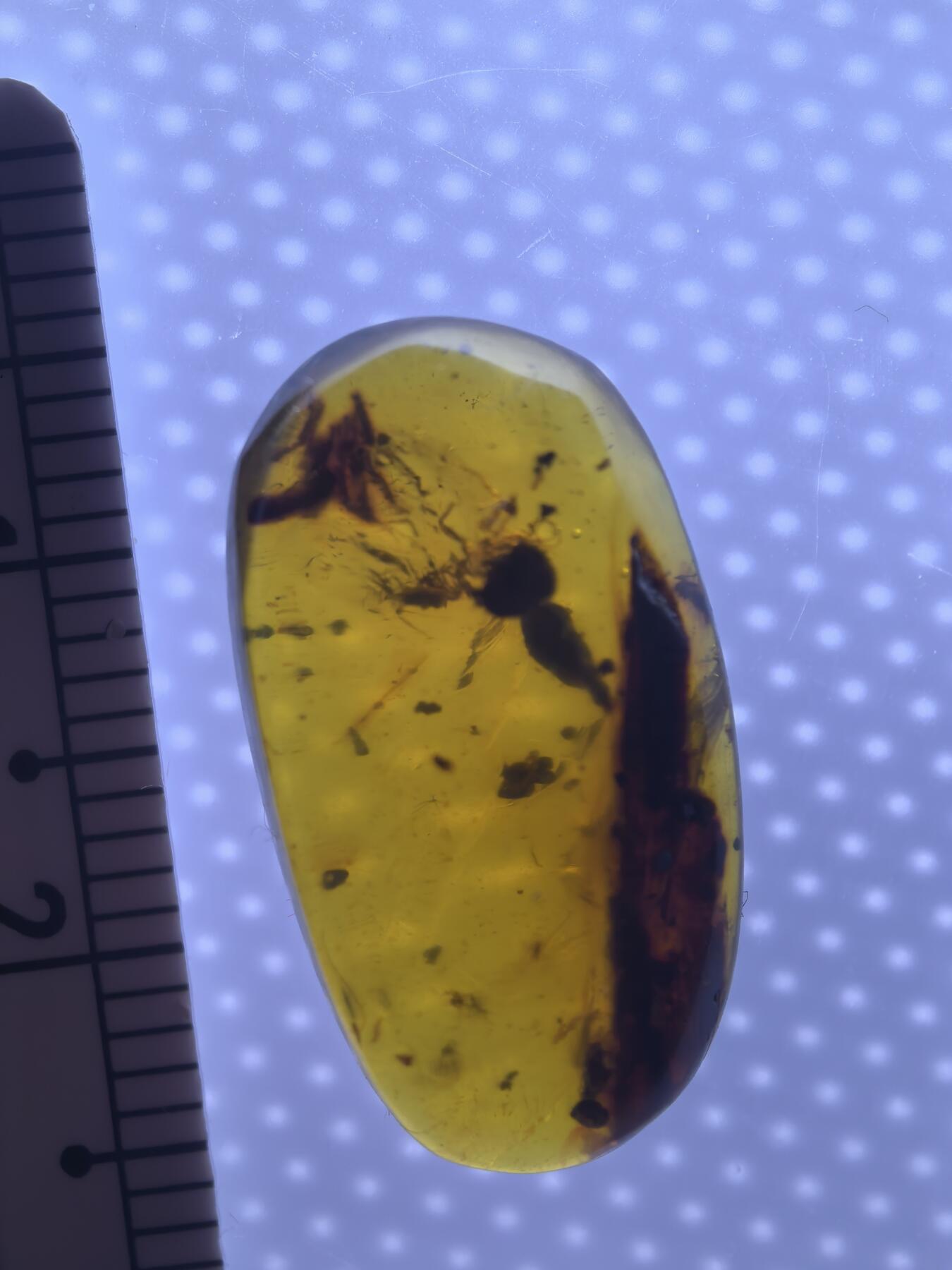 缅甸虫珀 化石专场