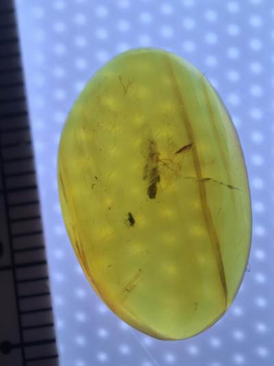 缅甸虫珀 宝石 化石专场 - 小虫