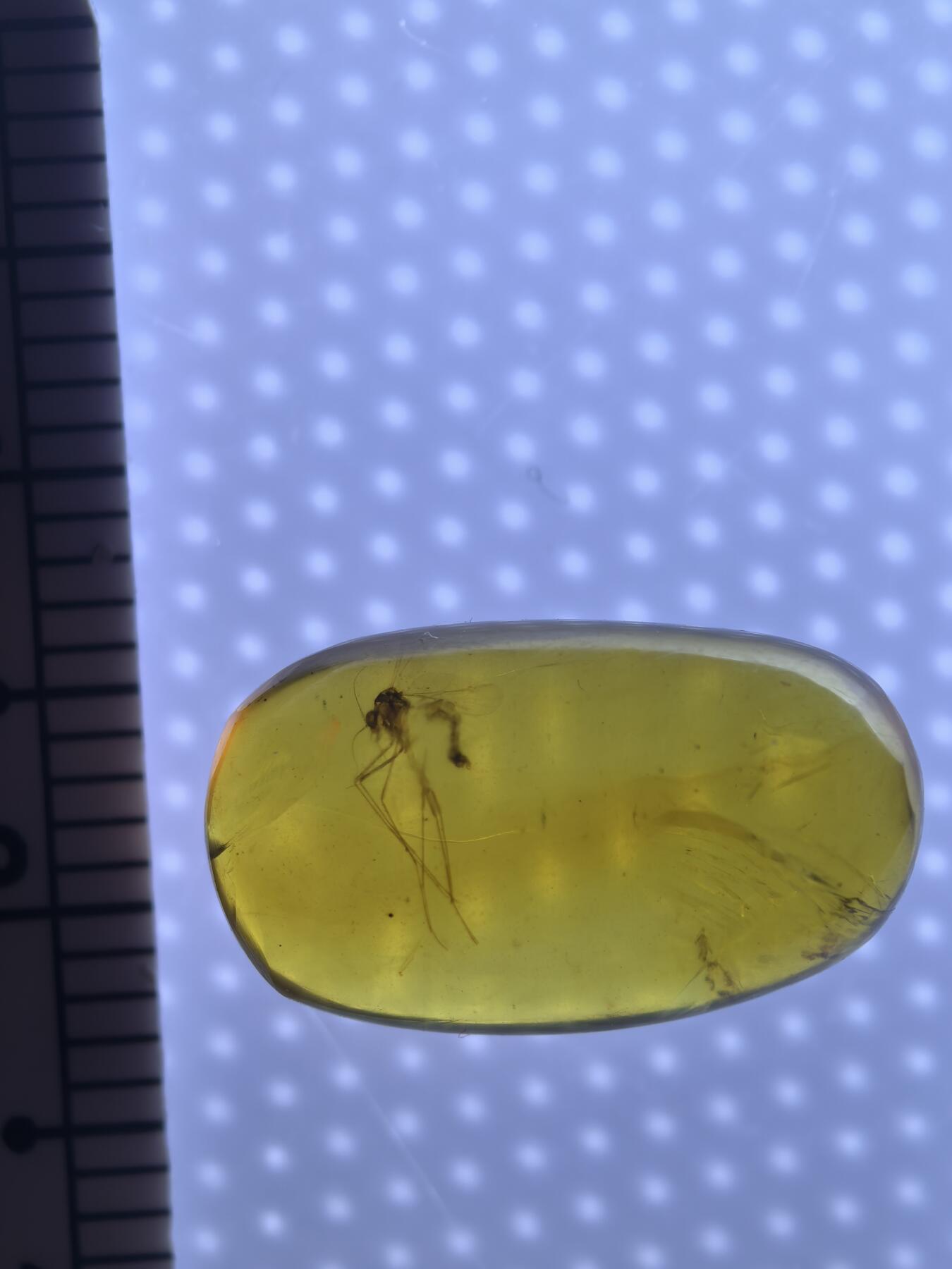 缅甸虫珀 宝石 化石专场 蚊子🦟