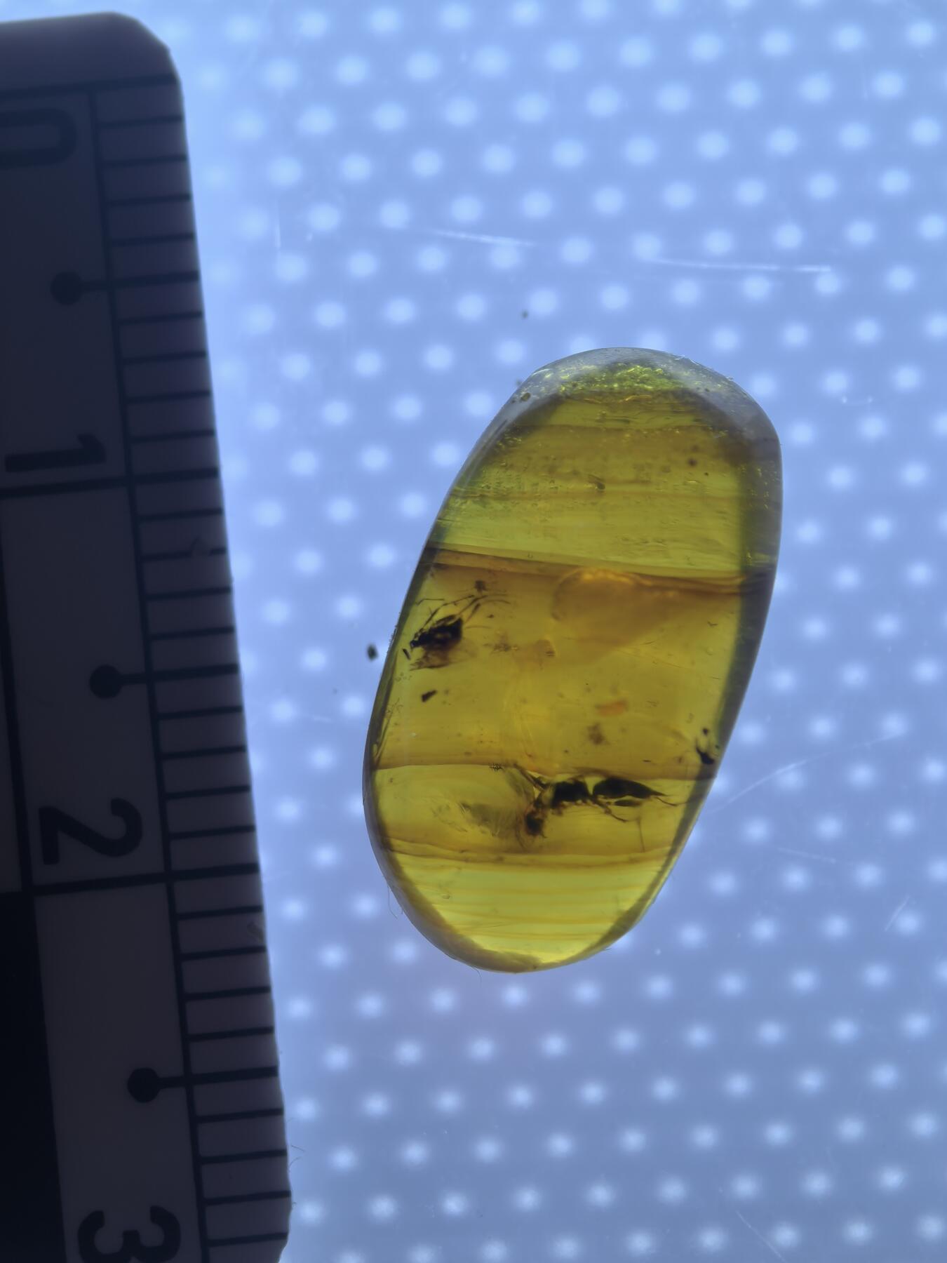 缅甸虫珀 化石专场 蜂类