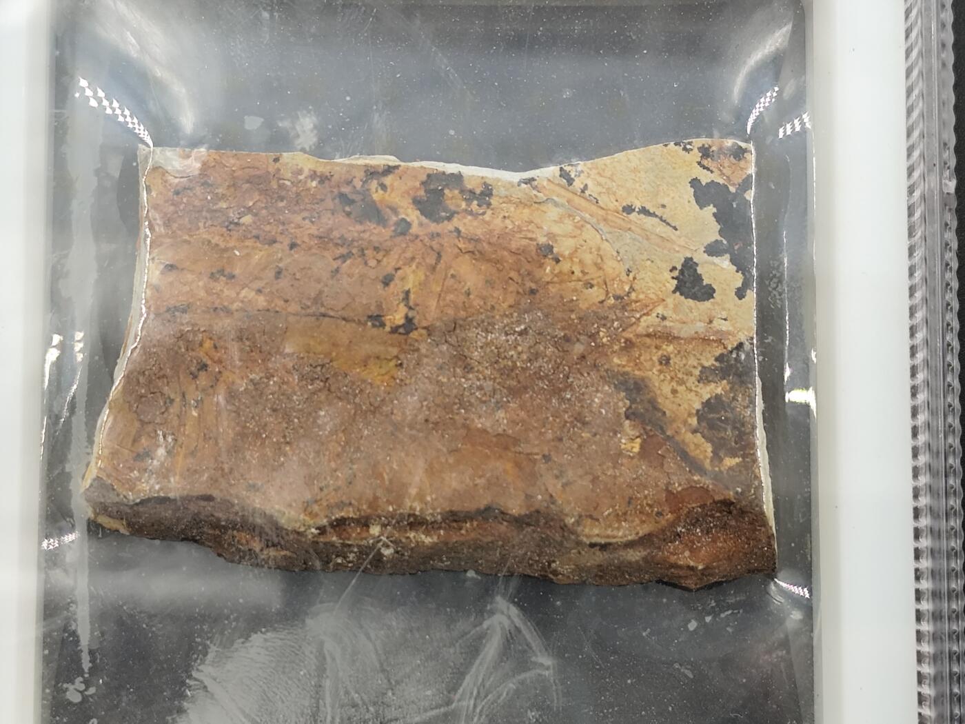 12月20日徽章钱币专场 众诚评级 侏罗纪时期化石