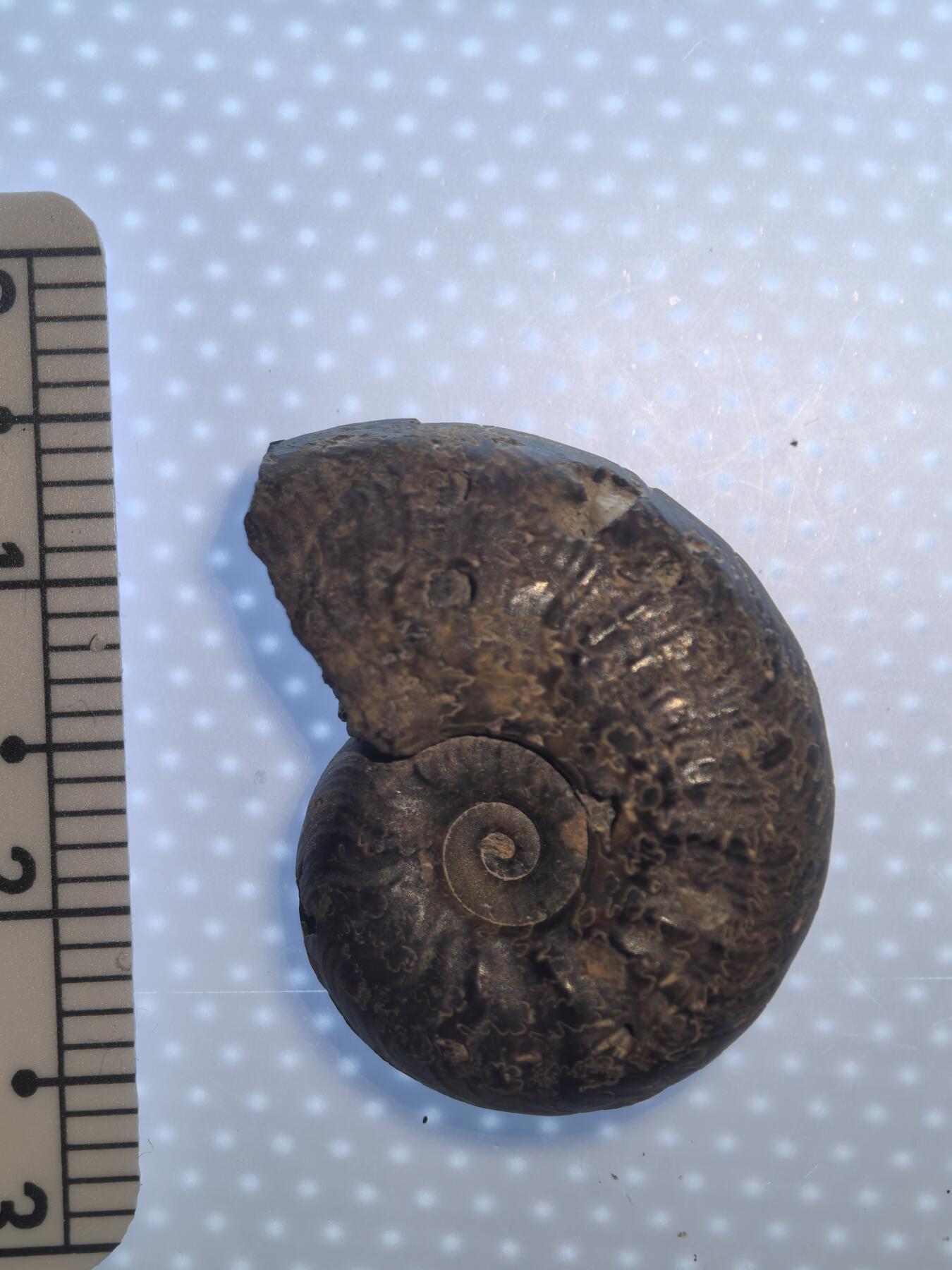 缅甸虫珀 化石专场 侏罗纪褐铁矿化菊石螺心美