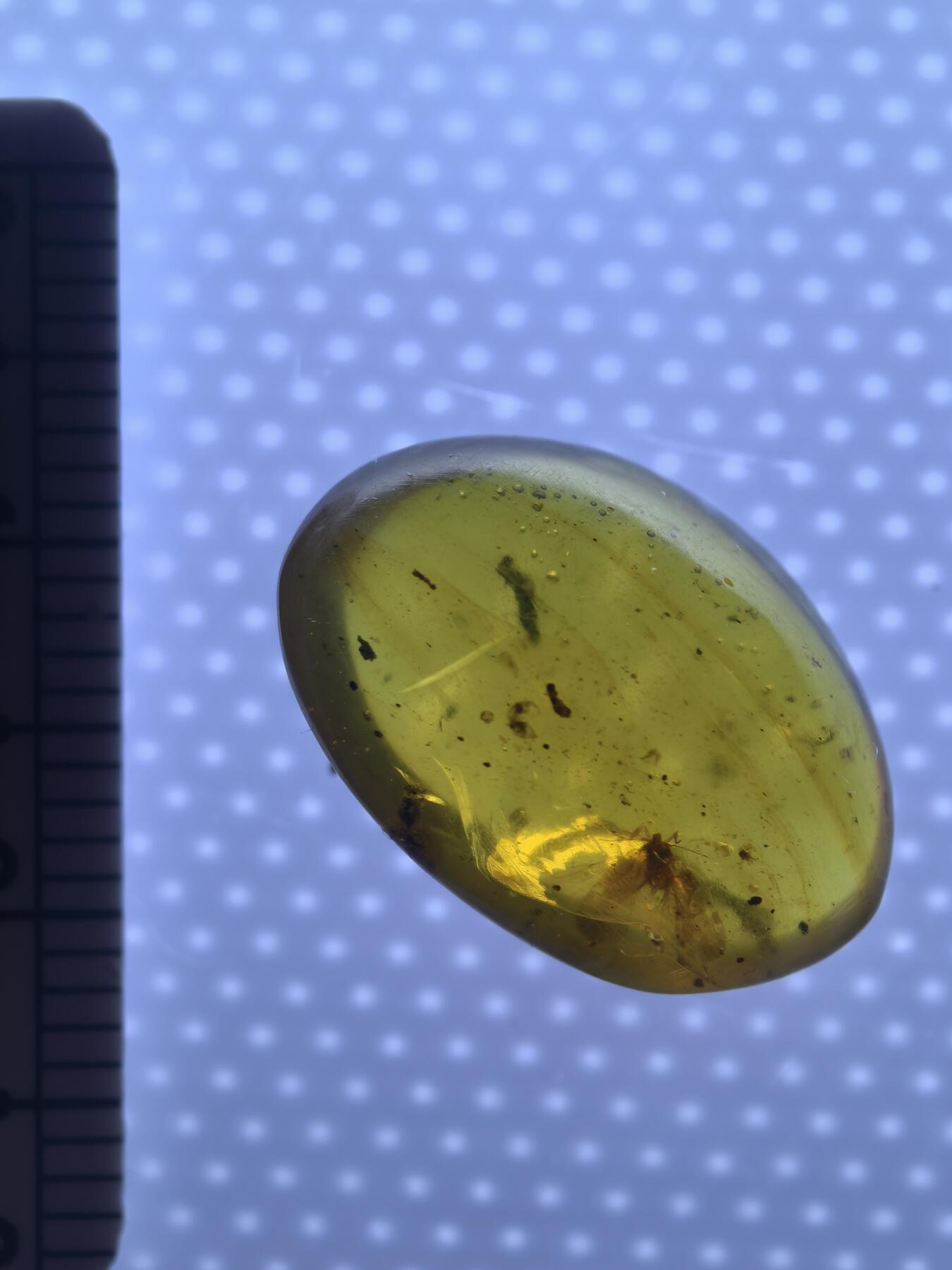 缅甸虫珀 化石专场 小飞虫