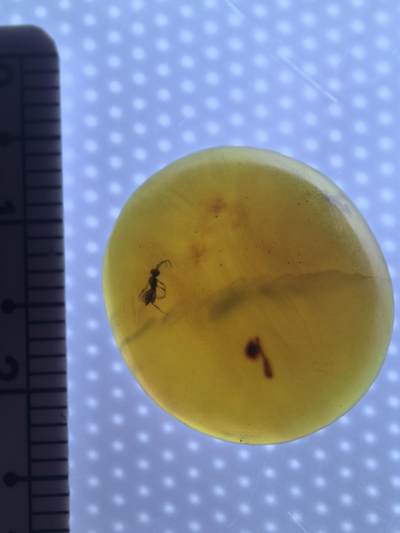 缅甸虫珀 宝石 化石专场 - 蜂类