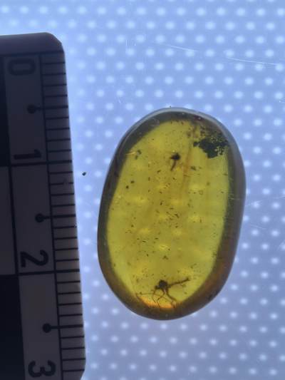 缅甸虫珀 化石专场 - 蚊子🦟