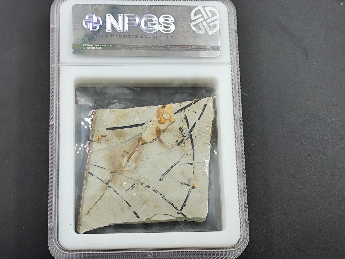 12月20日徽章钱币专场 侏罗纪 狼鳍鱼化石 背面是植物化石