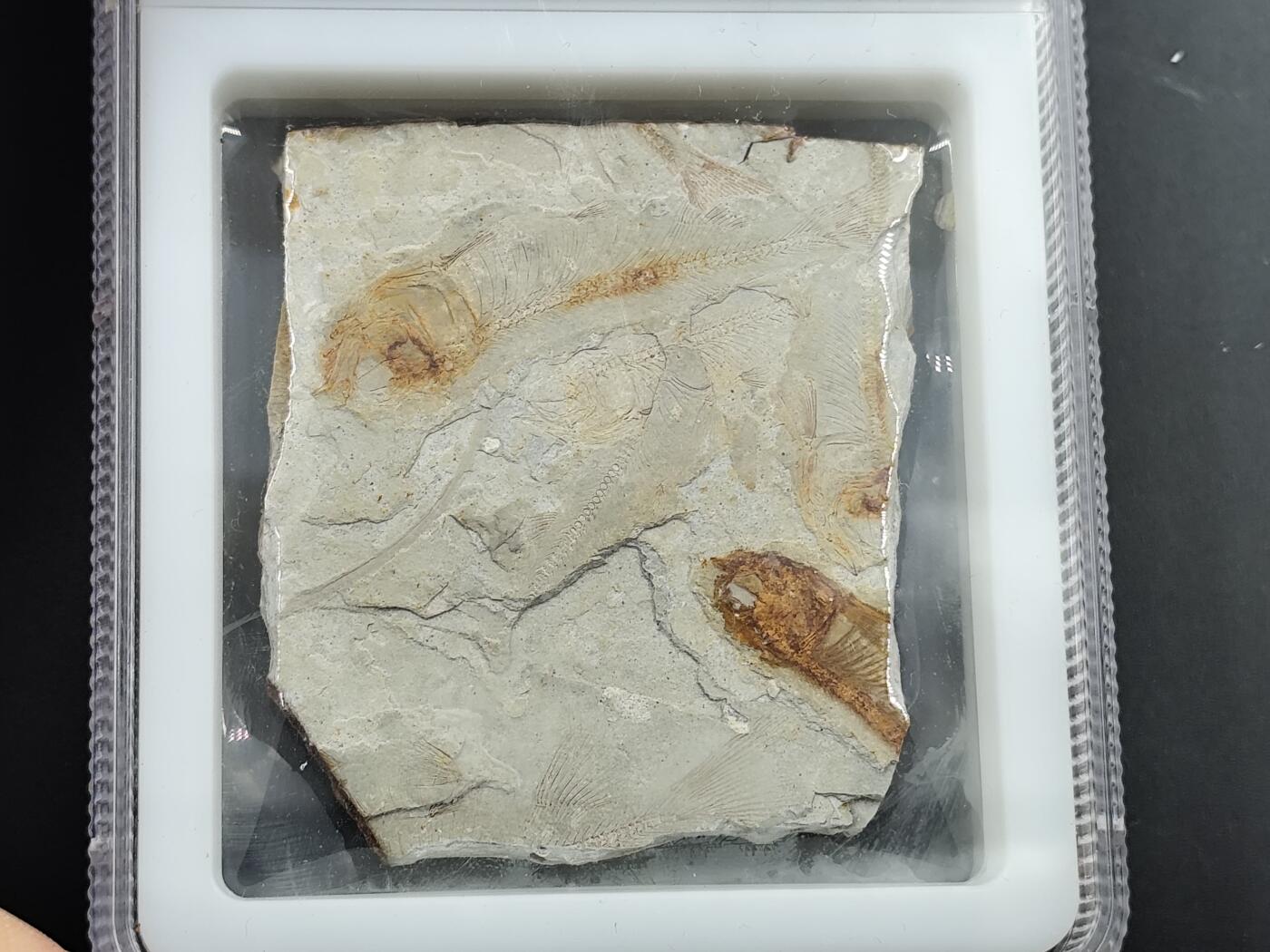 12月20日徽章钱币专场