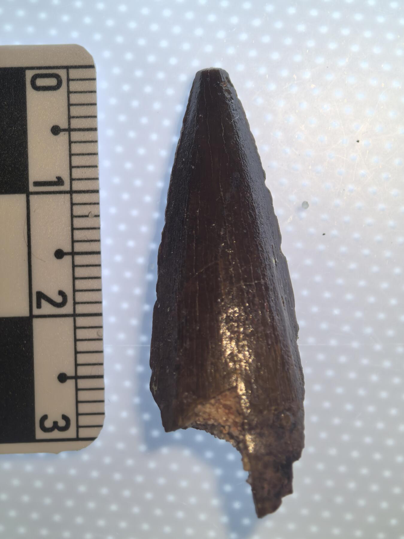 缅甸虫珀 化石专场