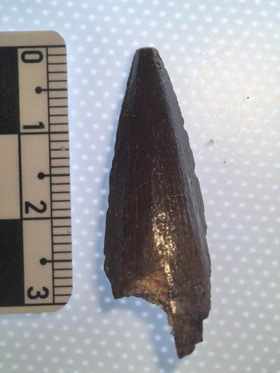 缅甸虫珀 化石专场 - 白垩纪棘龙咋办化石