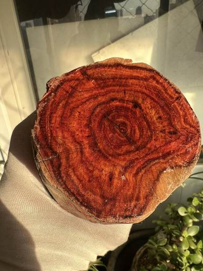 零元拍：  海南黄花梨原料。130/90/80MM - 零元拍：  海南黄花梨原料。130/90/80MM