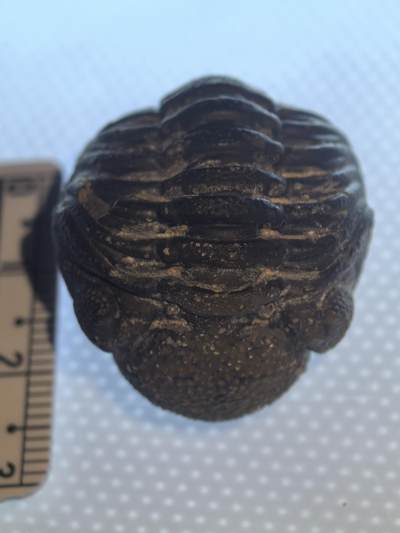 缅甸虫珀 化石专场 - 泥盆纪精品眼镜虫三叶虫立体化石较大