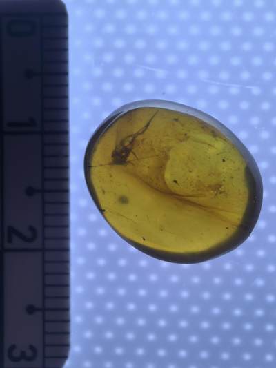 缅甸虫珀 化石专场 - 怪虫