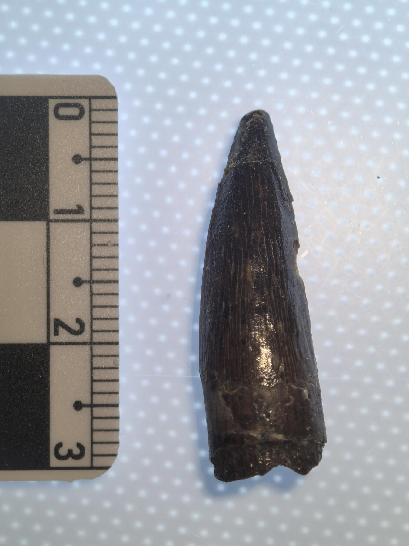 缅甸虫珀 化石专场