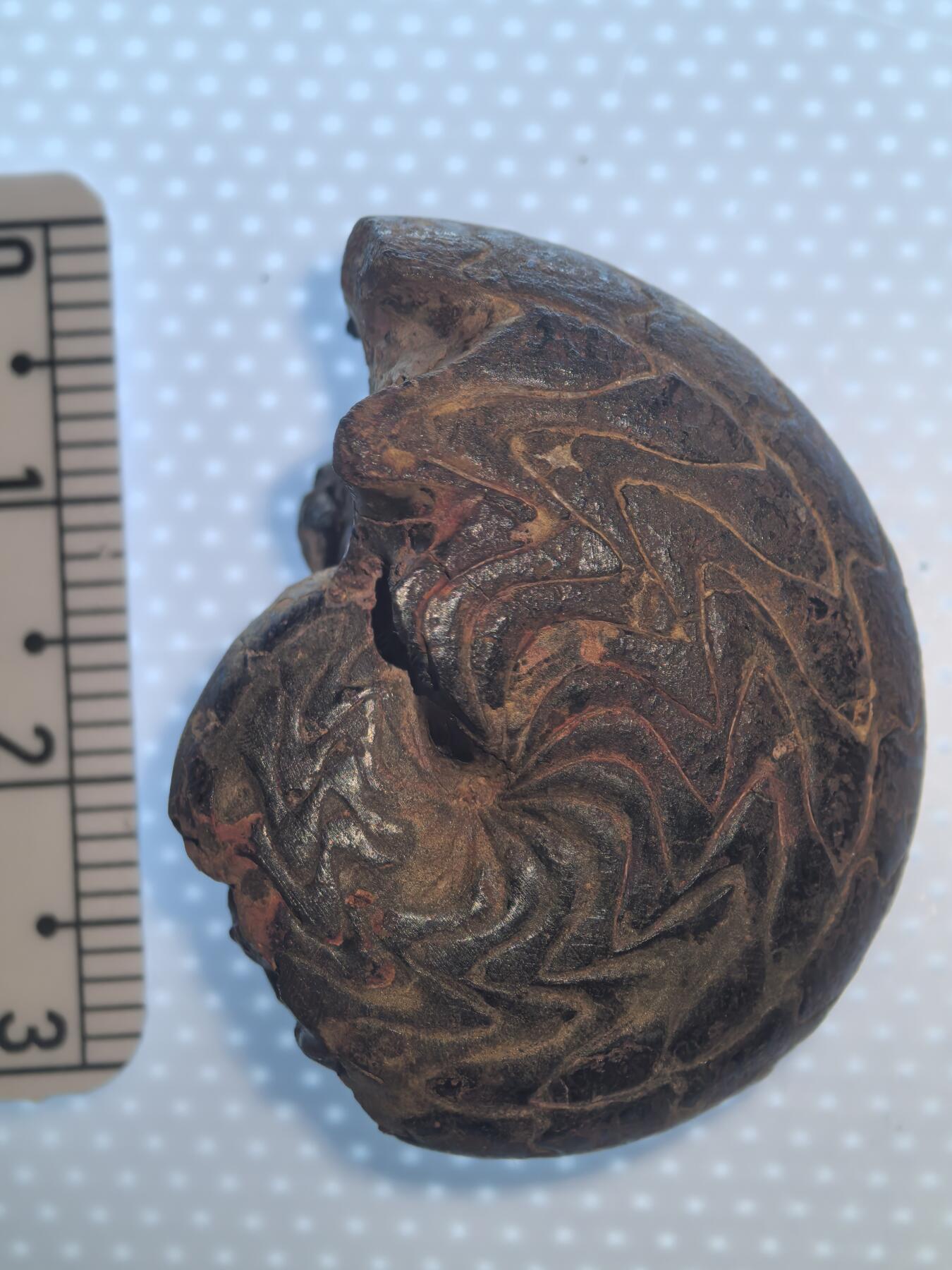 缅甸虫珀 化石专场 碟海神褐铁矿化菊石较大