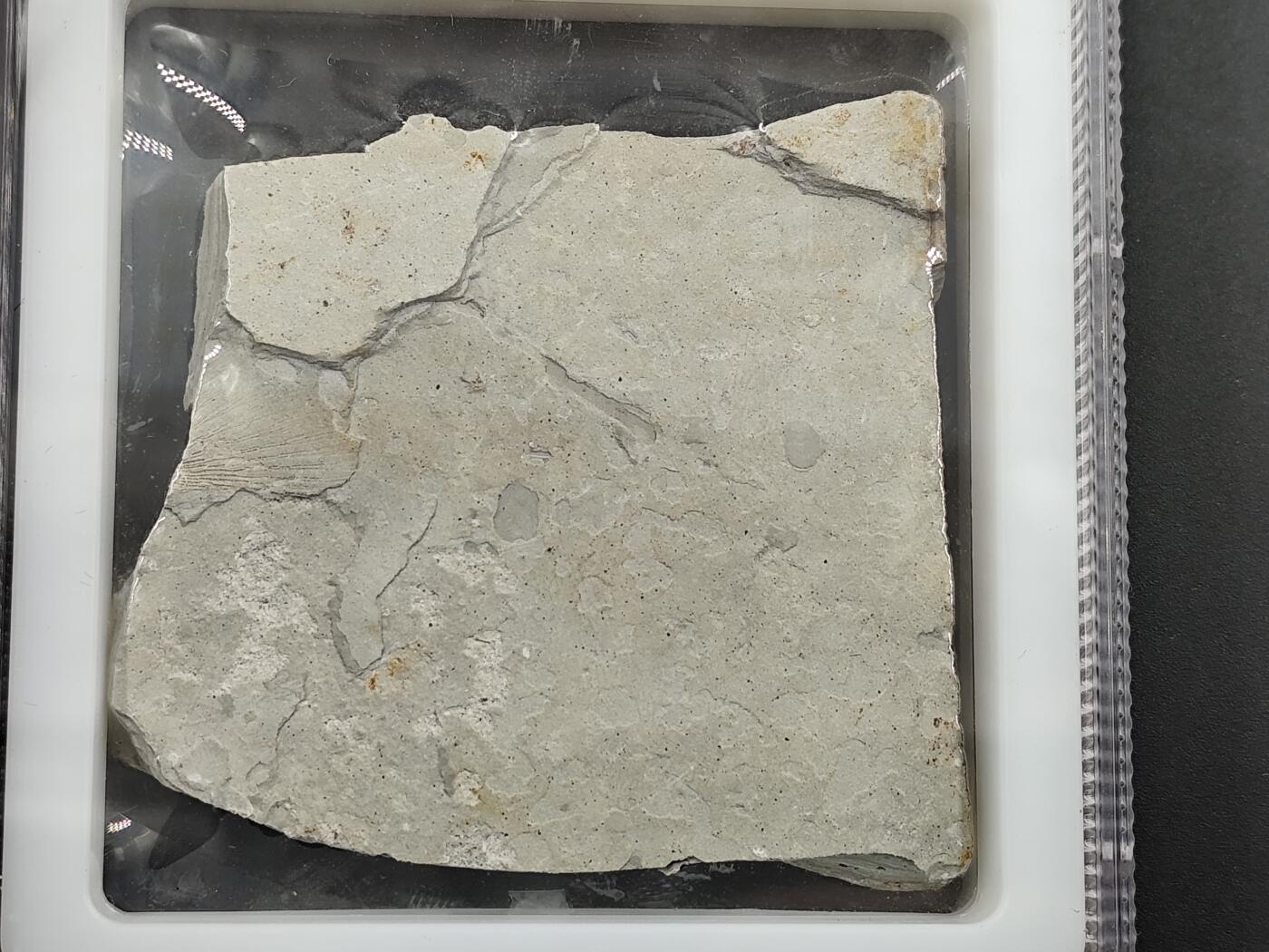 12月20日徽章钱币专场 众诚评级 侏罗纪时期狼鳍鱼化石