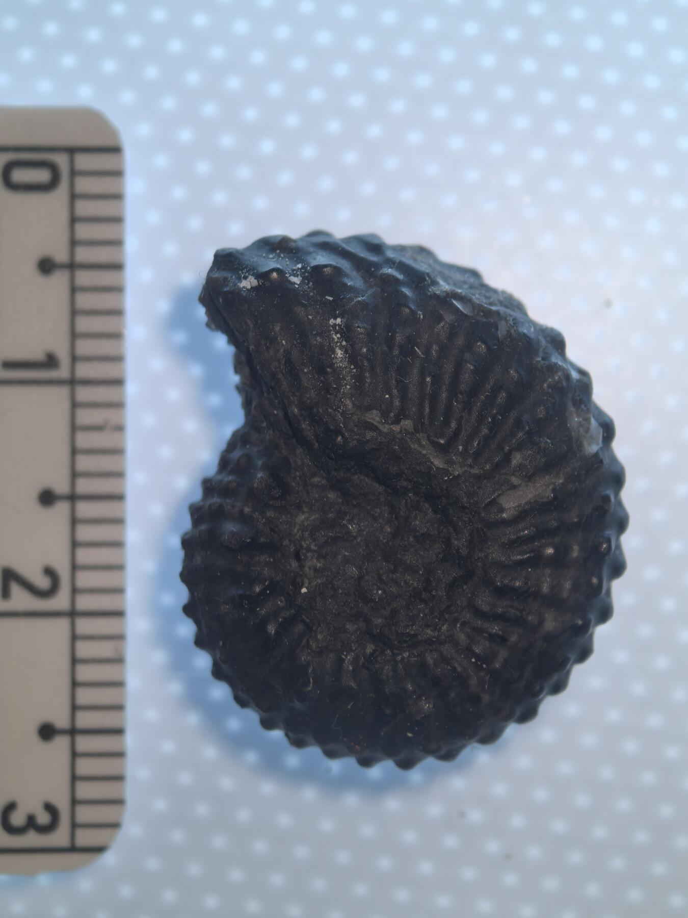 缅甸虫珀 化石专场 精品奥利奥阿翁粗菊石