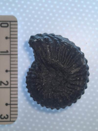 缅甸虫珀 化石专场 - 精品奥利奥阿翁粗菊石