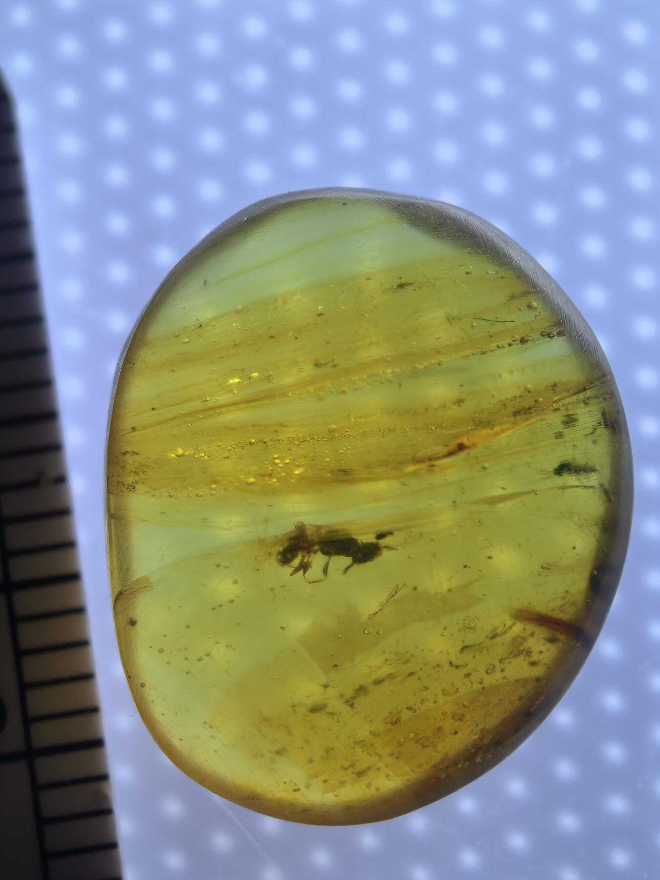 缅甸虫珀 宝石 化石专场 蚂蚁🐜