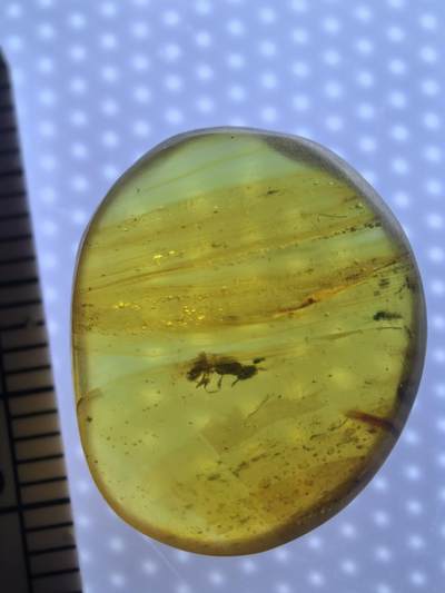 缅甸虫珀 宝石 化石专场 - 蚂蚁🐜