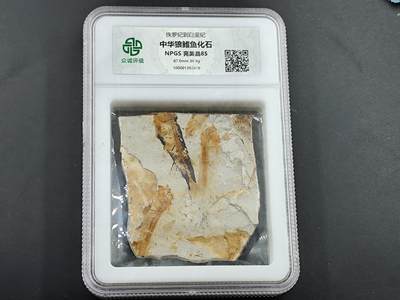 12月20日徽章钱币专场 - 众诚评级 狼鳍鱼群化石