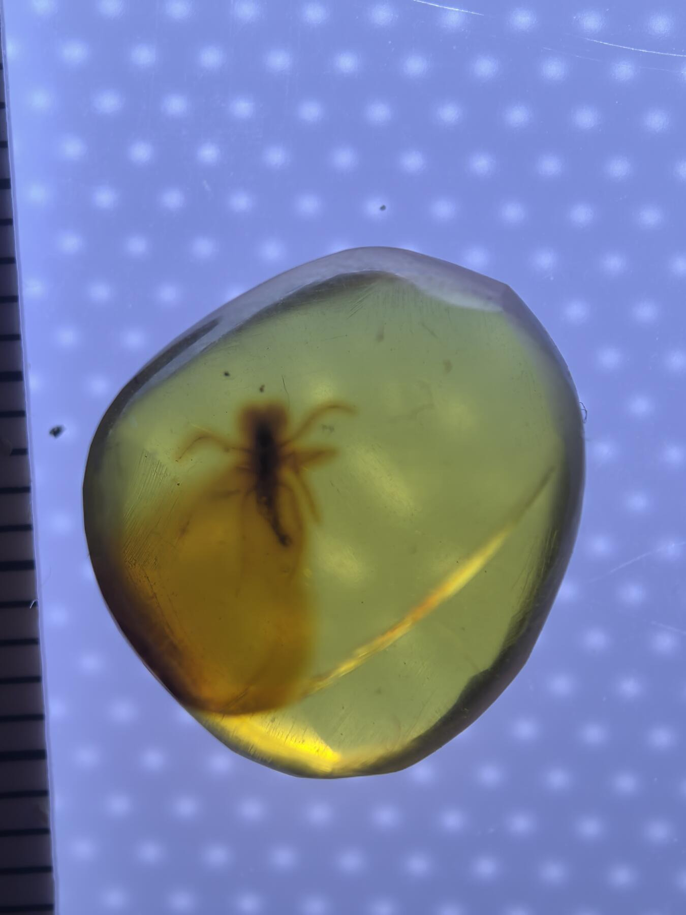 缅甸虫珀 化石专场 小蝎子？