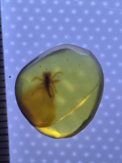 缅甸虫珀 化石专场 - 小蝎子？