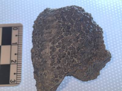 缅甸虫珀 宝石 化石专场 - 四川泥盆纪海百合棘皮动物密集灰岩群板化石