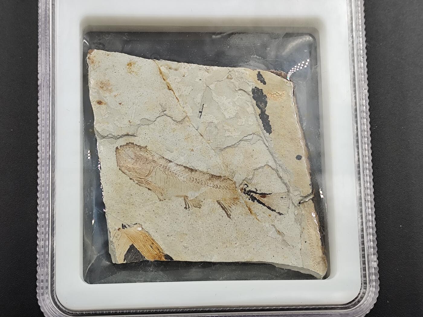 12月20日徽章钱币专场 侏罗纪 狼鳍鱼化石 背面是植物化石