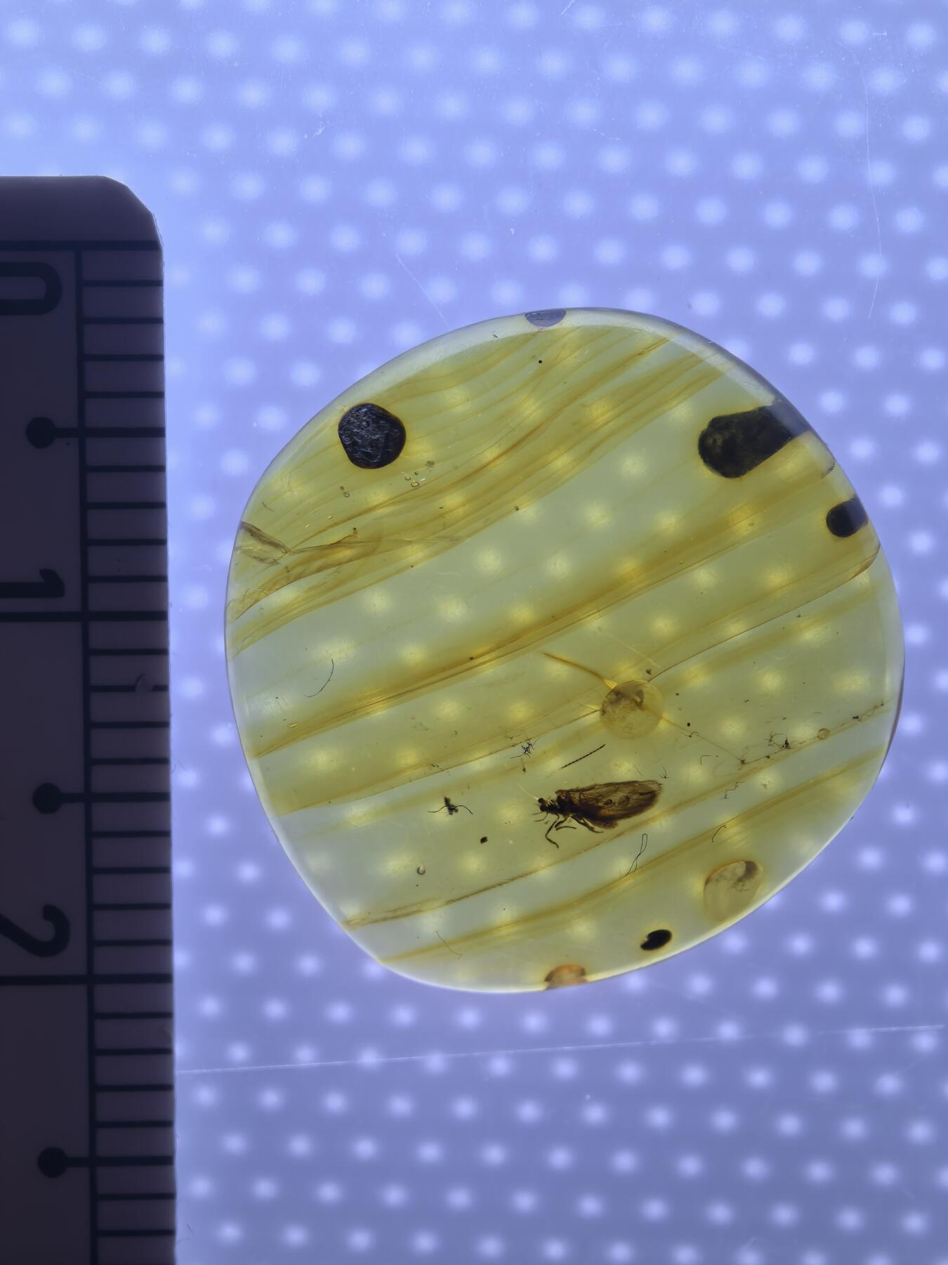 缅甸虫珀 化石专场