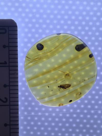 缅甸虫珀 化石专场 - 漂亮的小虫