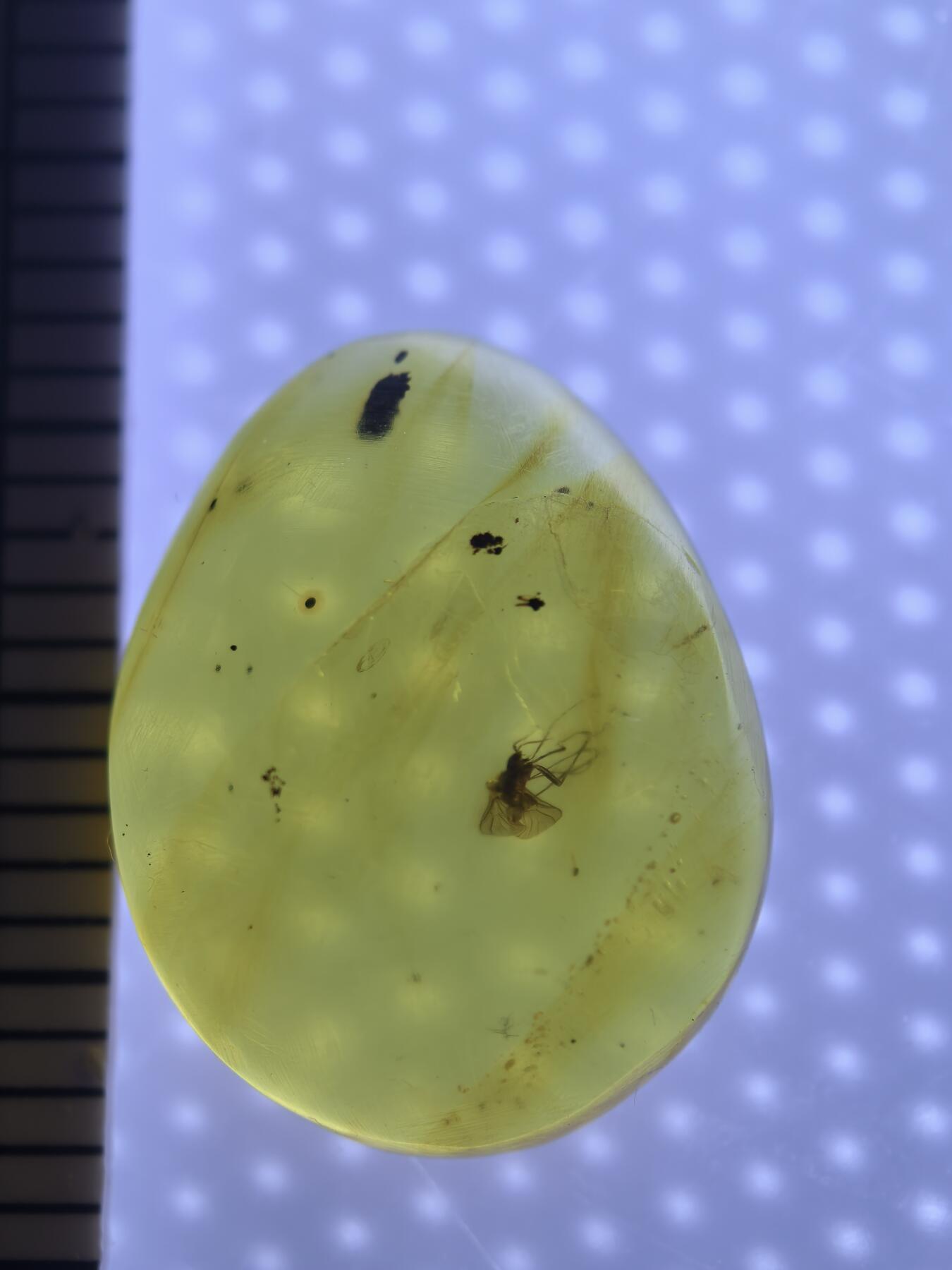 缅甸虫珀 宝石 化石专场 小飞虫