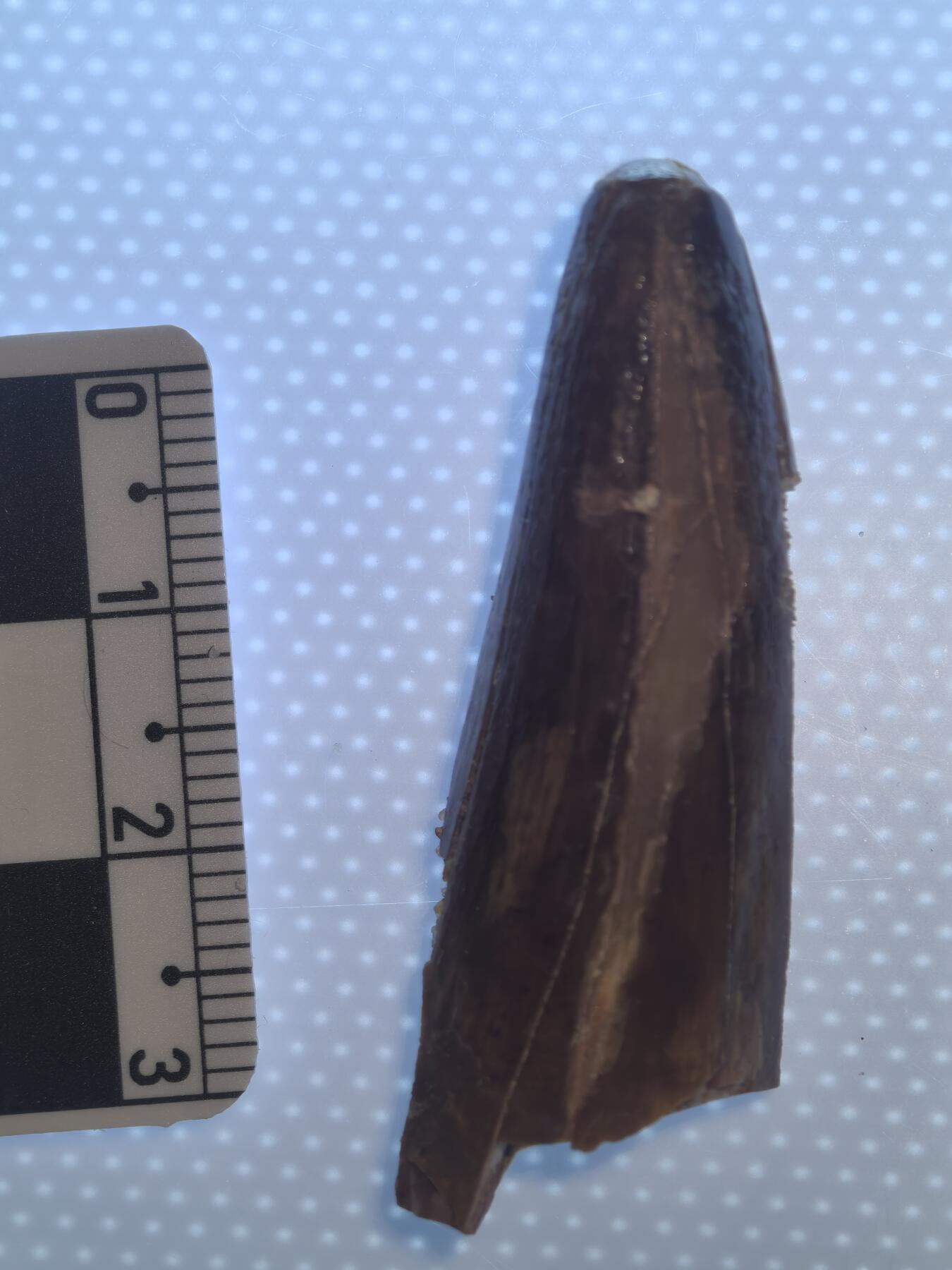 缅甸虫珀 化石专场