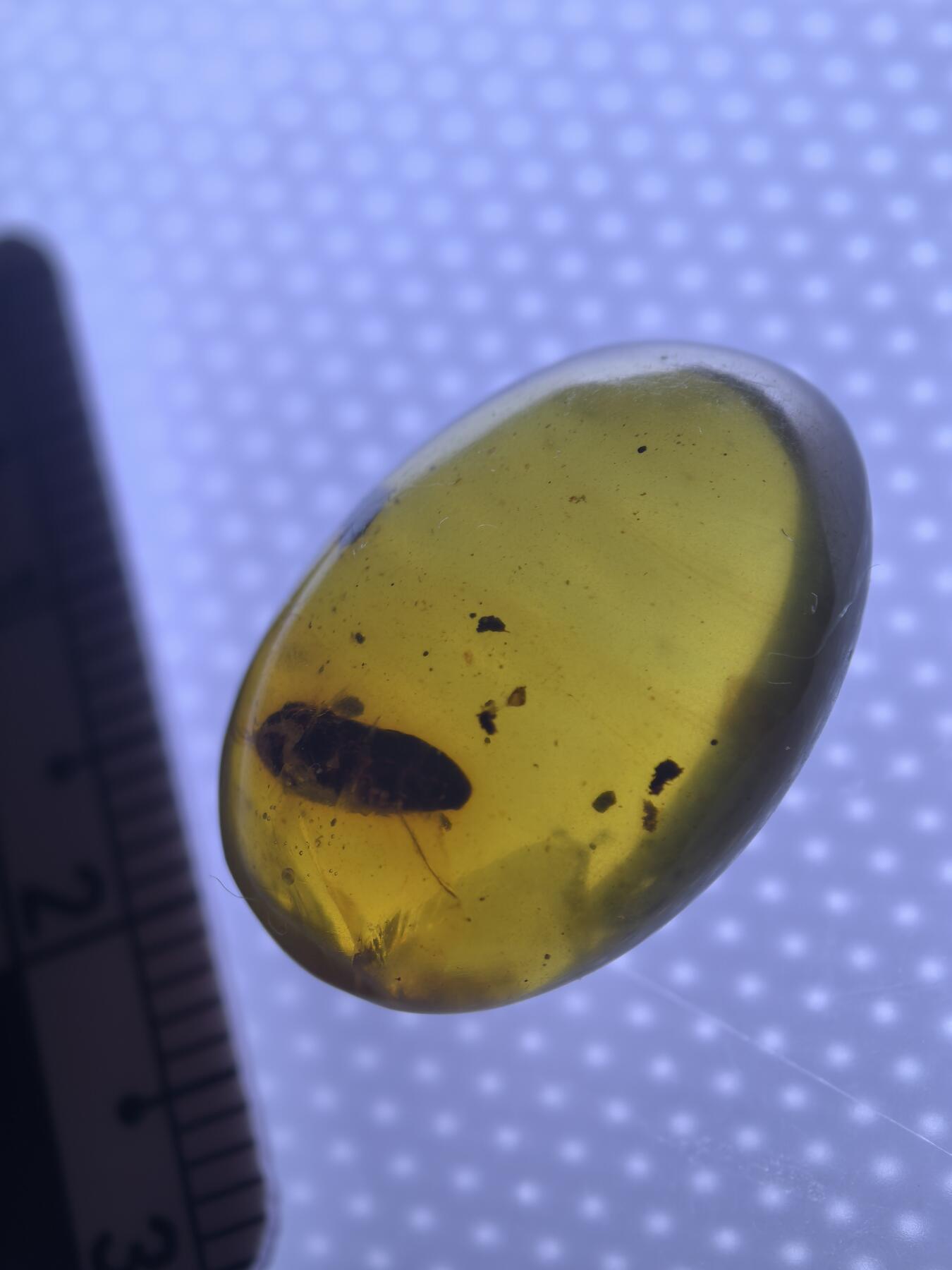 缅甸虫珀 宝石 化石专场 蛹