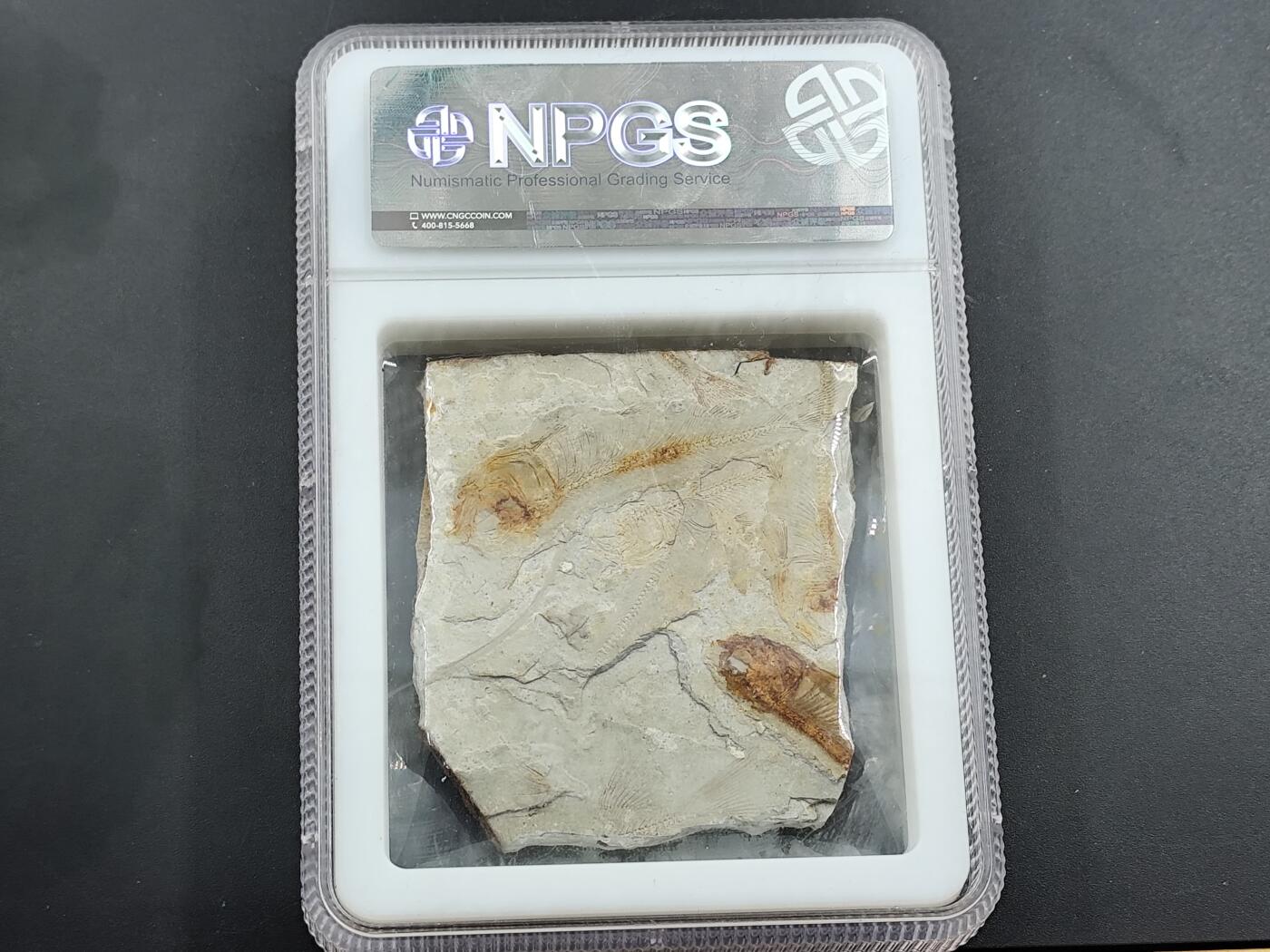 12月20日徽章钱币专场