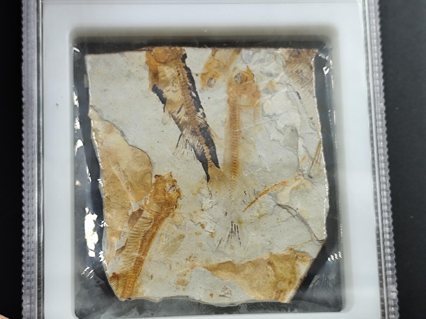 12月20日徽章钱币专场