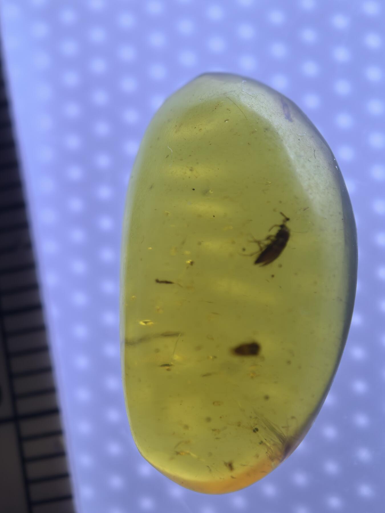 缅甸虫珀 宝石 化石专场 小甲虫🪲