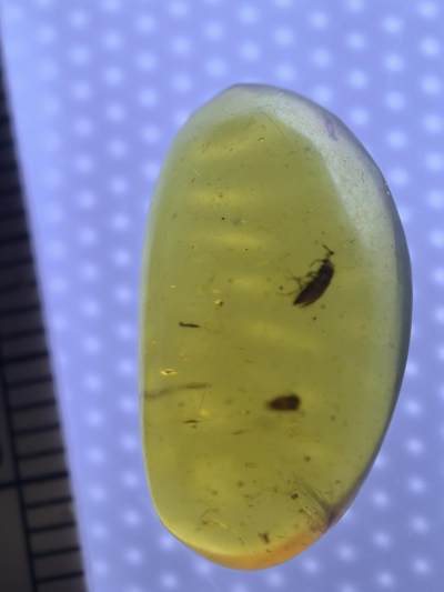 缅甸虫珀 宝石 化石专场 - 小甲虫🪲