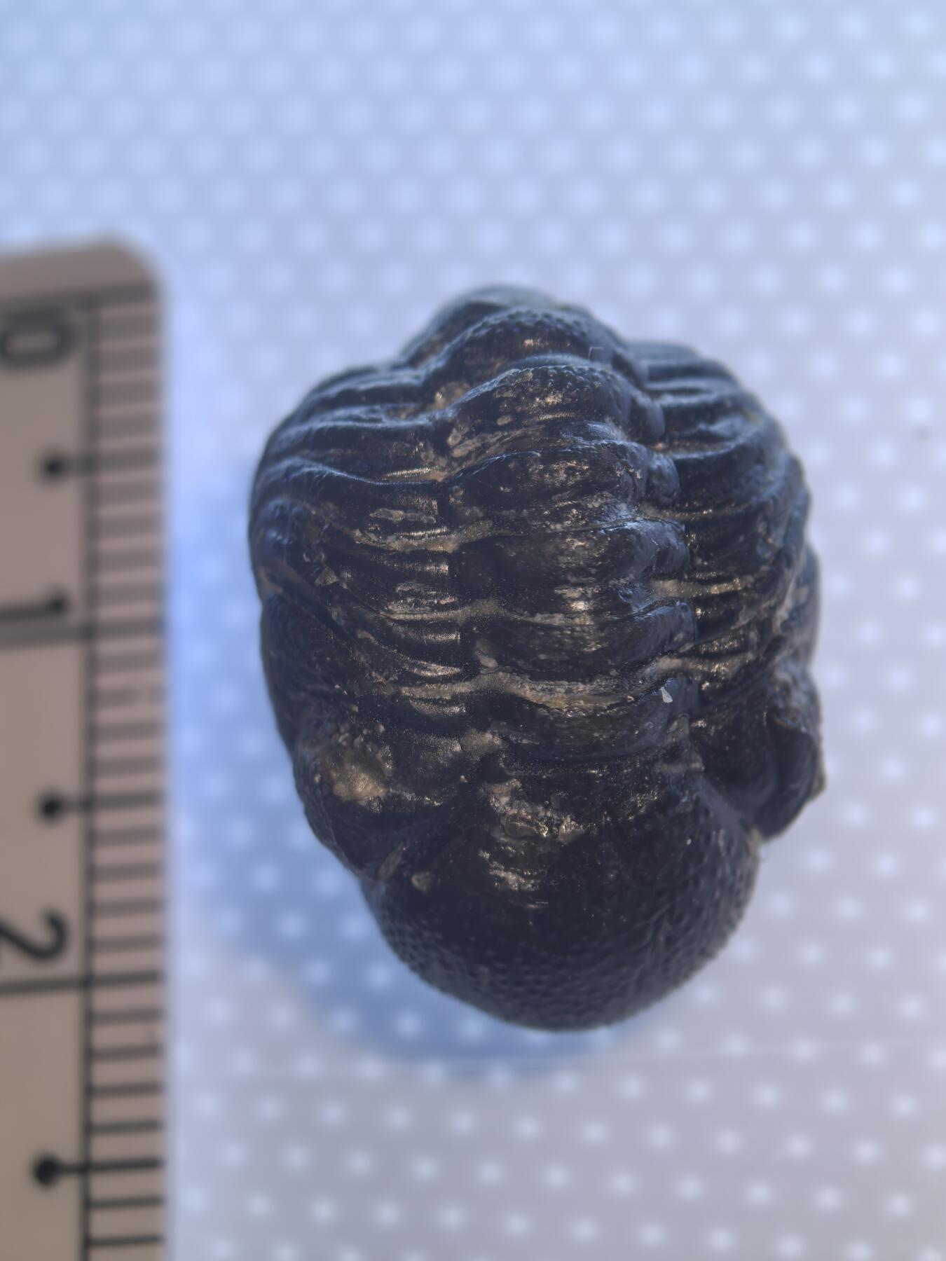 缅甸虫珀 化石专场 泥盆纪精品眼镜虫三叶虫化石高品相