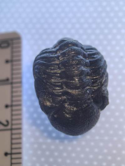 缅甸虫珀 化石专场 - 泥盆纪精品眼镜虫三叶虫化石高品相