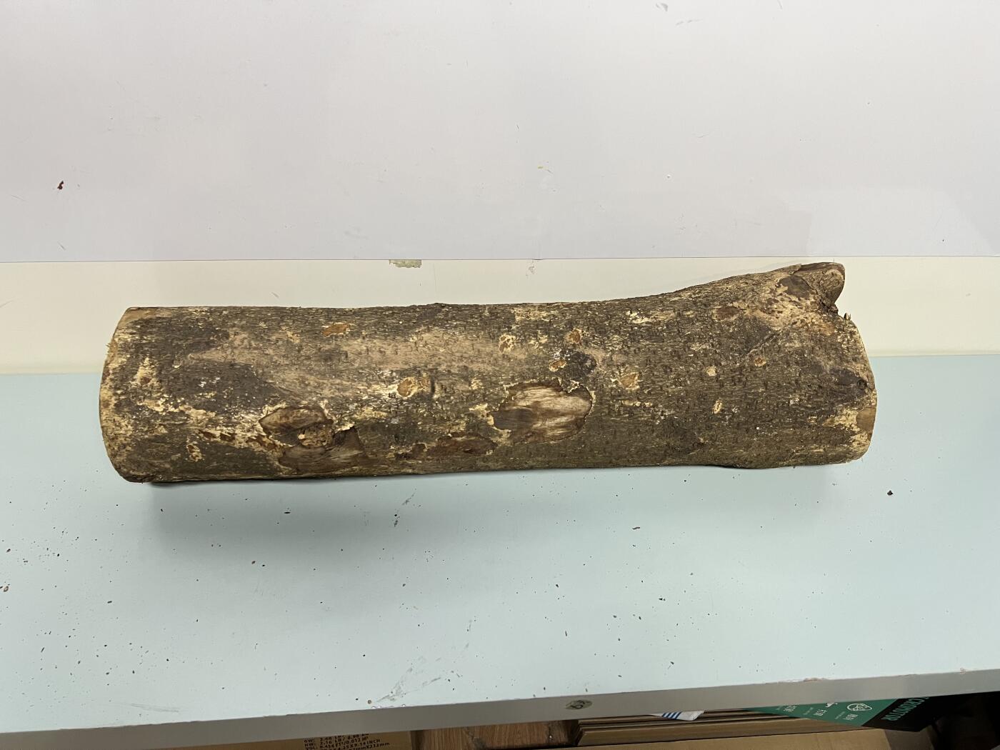 零元拍： 1222-2 金丝楠 原木 风水柱 横财（材）带皮， 尺寸：56/16/13/13/CM。