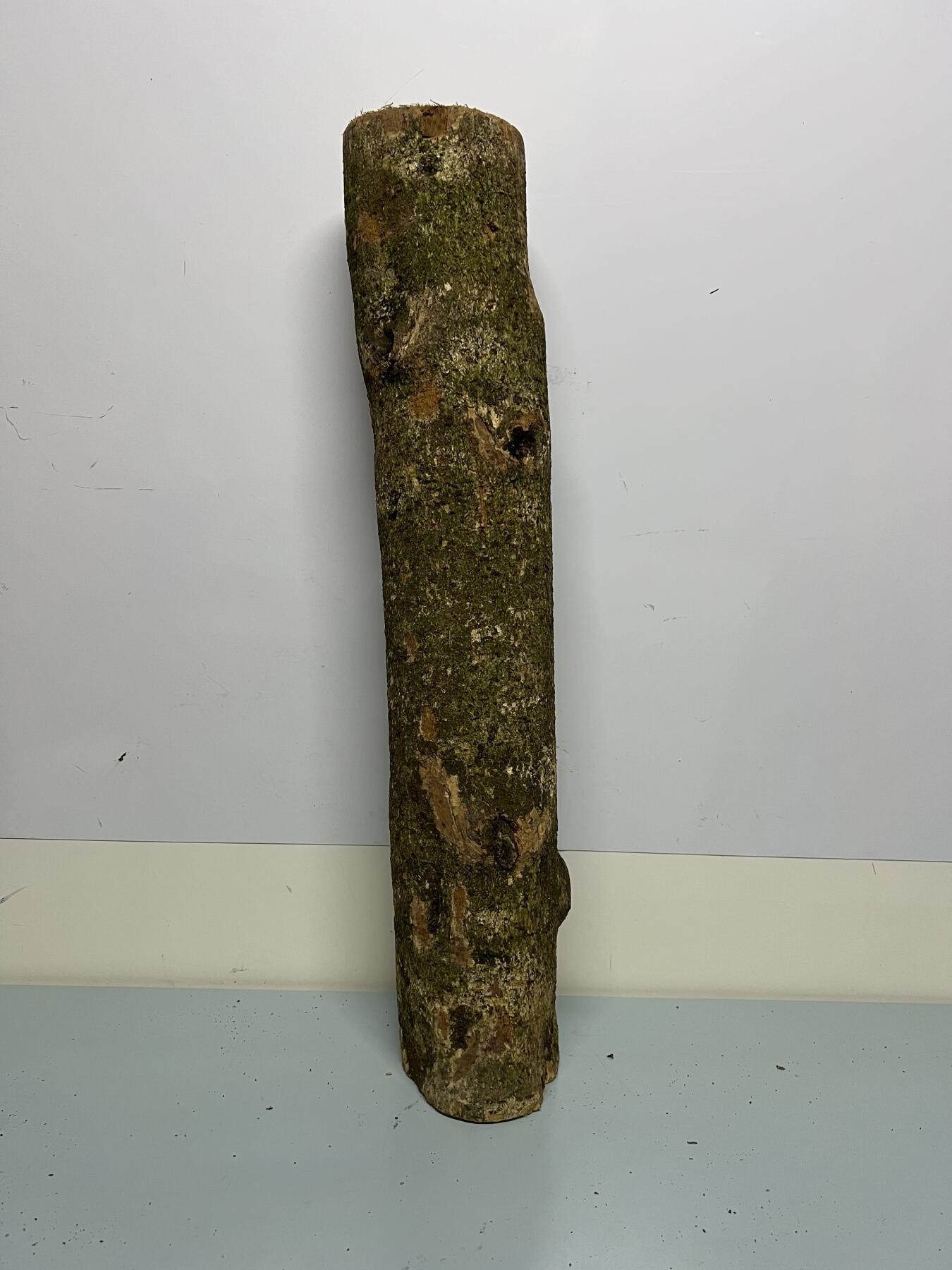 零元拍： 1222-1 金丝楠 原木 风水柱 横财（材）带皮， 尺寸：64/12/11/CM。