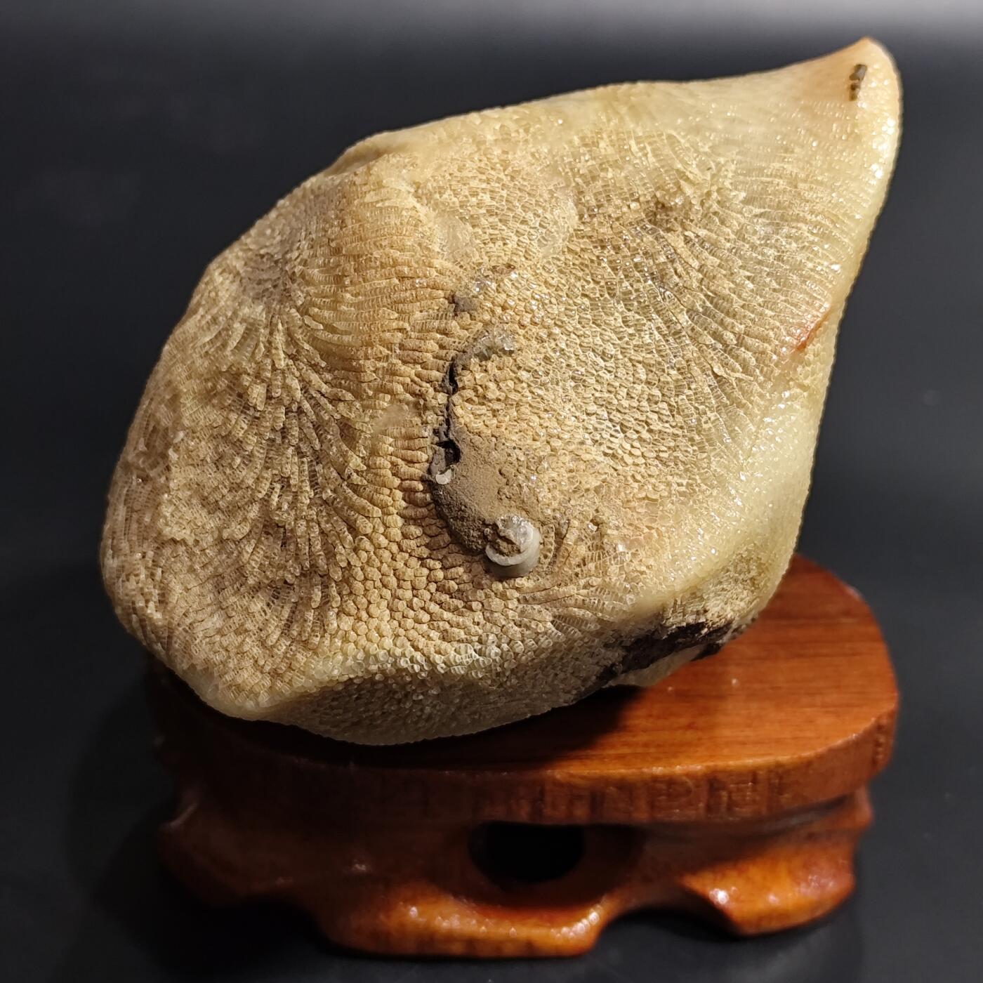 希腊罗马丝路打制币化石【中外钱币放漏】专场！陆小鱼的钱币仓，限时拍卖第080场 4.5亿年前奥陶纪时期海洋古生物化石标本600g