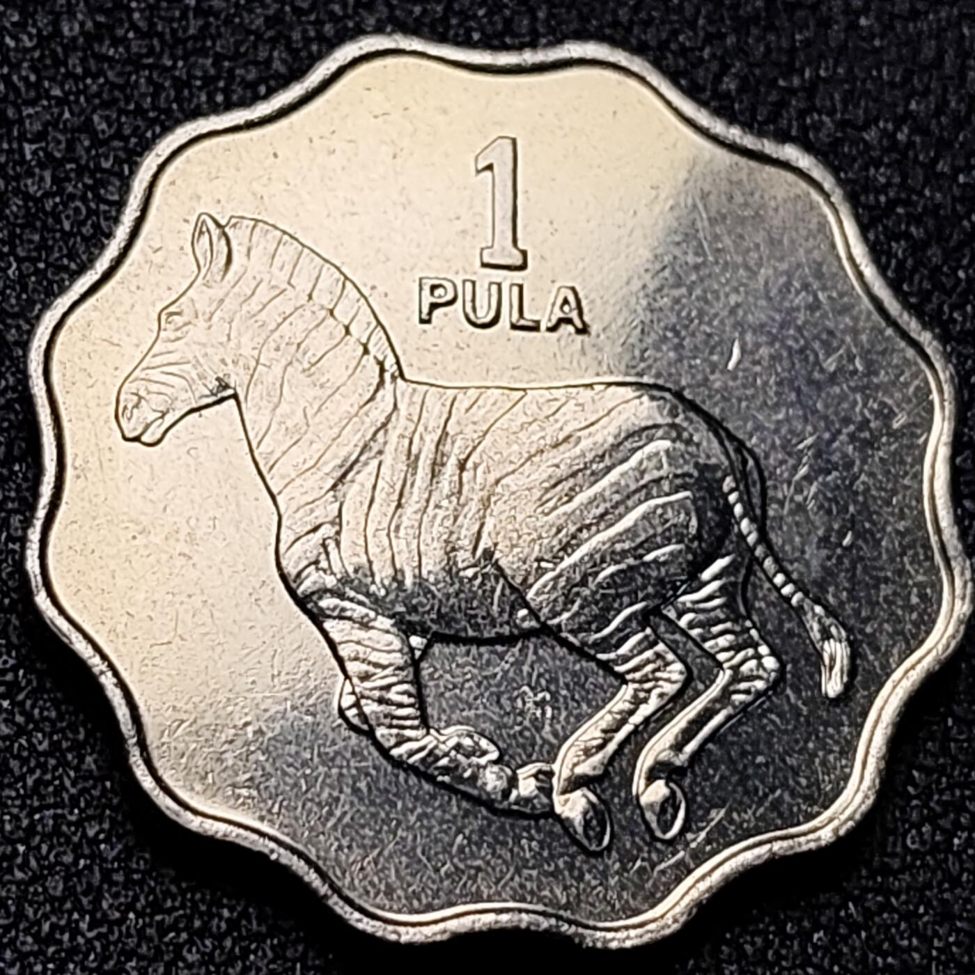 泉币菌-第153场-平安夜专场 。