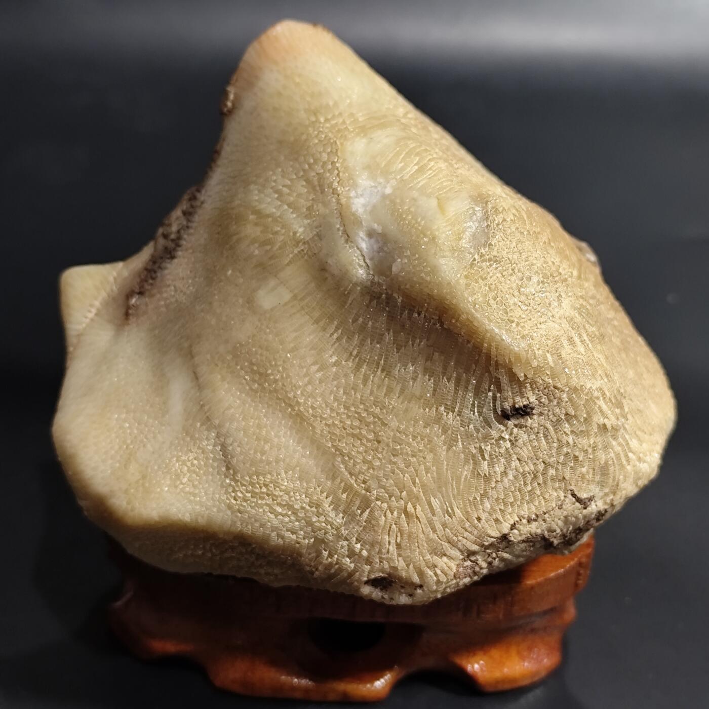 希腊罗马丝路打制币化石【中外钱币放漏】专场！陆小鱼的钱币仓，限时拍卖第080场 4.5亿年前奥陶纪时期海洋古生物化石标本600g