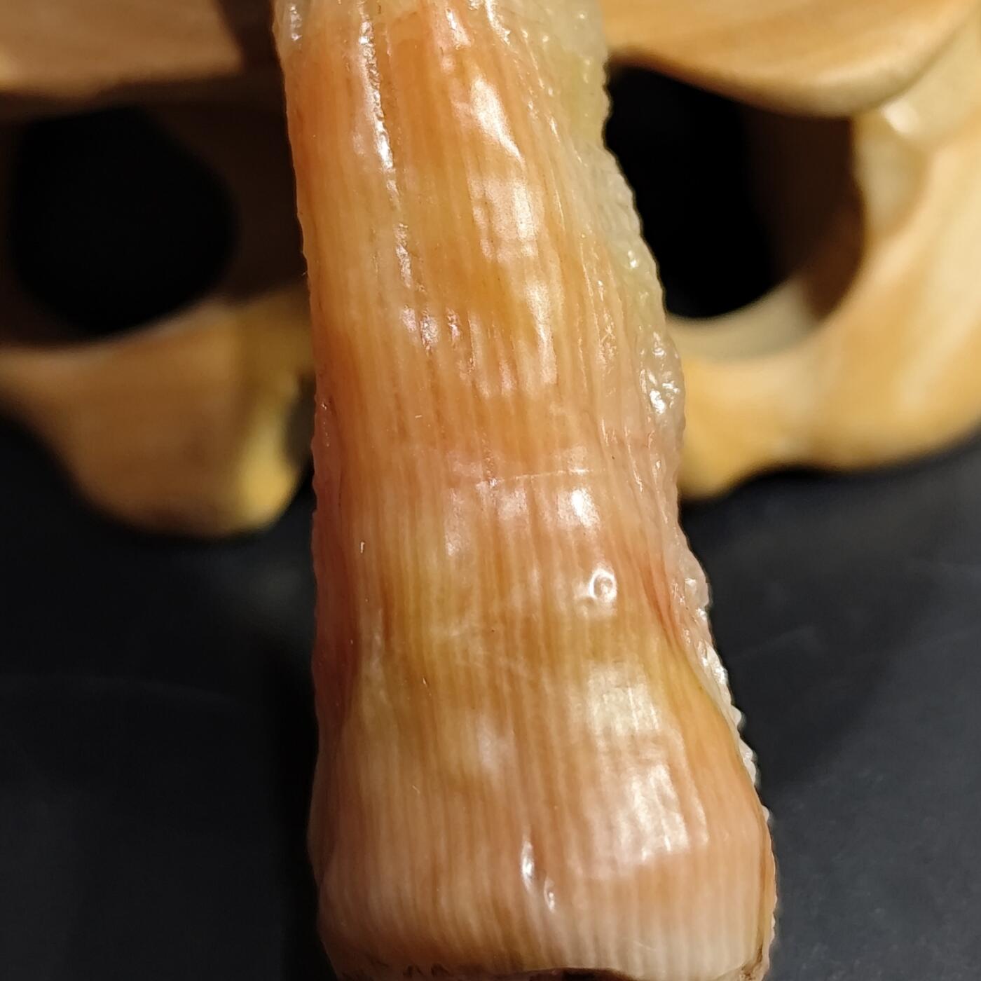 希腊罗马丝路打制币化石【中外钱币放漏】专场！陆小鱼的钱币仓，限时拍卖第080场 小精品 全玉化果冻料 彩色羊角单体珊瑚化石 4.5亿年前奥陶纪时期海洋古生物化石标本24g