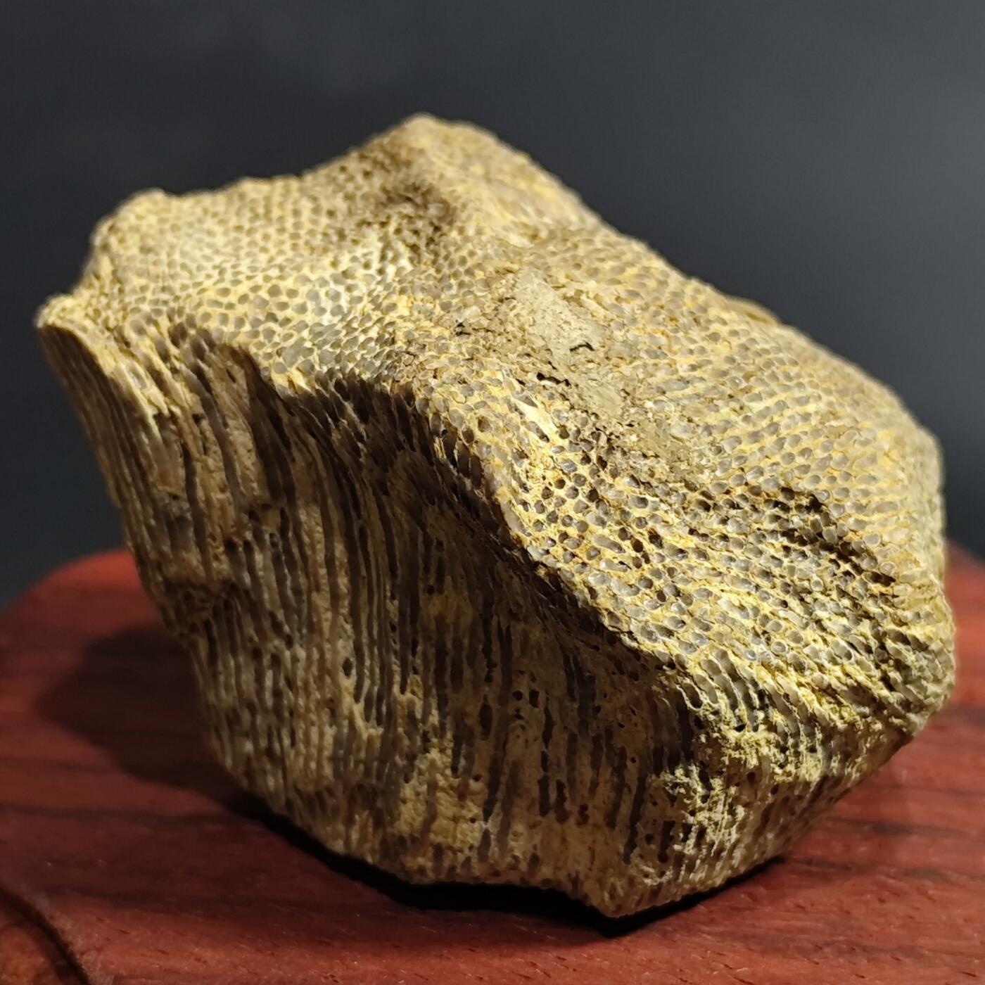 希腊罗马丝路打制币化石【中外钱币放漏】专场！陆小鱼的钱币仓，限时拍卖第080场 4.5亿年前奥陶纪时期海洋古生物化石标本109g