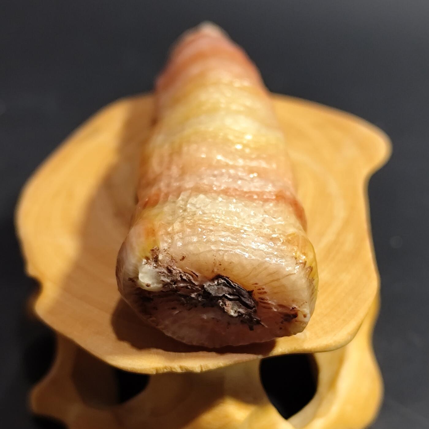 希腊罗马丝路打制币化石【中外钱币放漏】专场！陆小鱼的钱币仓，限时拍卖第080场 小精品 全玉化果冻料 彩色羊角单体珊瑚化石 4.5亿年前奥陶纪时期海洋古生物化石标本24g