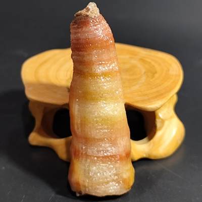 希腊罗马丝路打制币化石【中外钱币放漏】专场！陆小鱼的钱币仓，限时拍卖第080场 - 小精品 全玉化果冻料 彩色羊角单体珊瑚化石 4.5亿年前奥陶纪时期海洋古生物化石标本24g