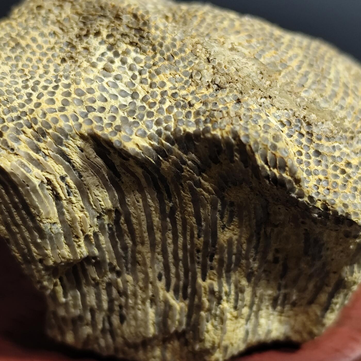 希腊罗马丝路打制币化石【中外钱币放漏】专场！陆小鱼的钱币仓，限时拍卖第080场 4.5亿年前奥陶纪时期海洋古生物化石标本109g